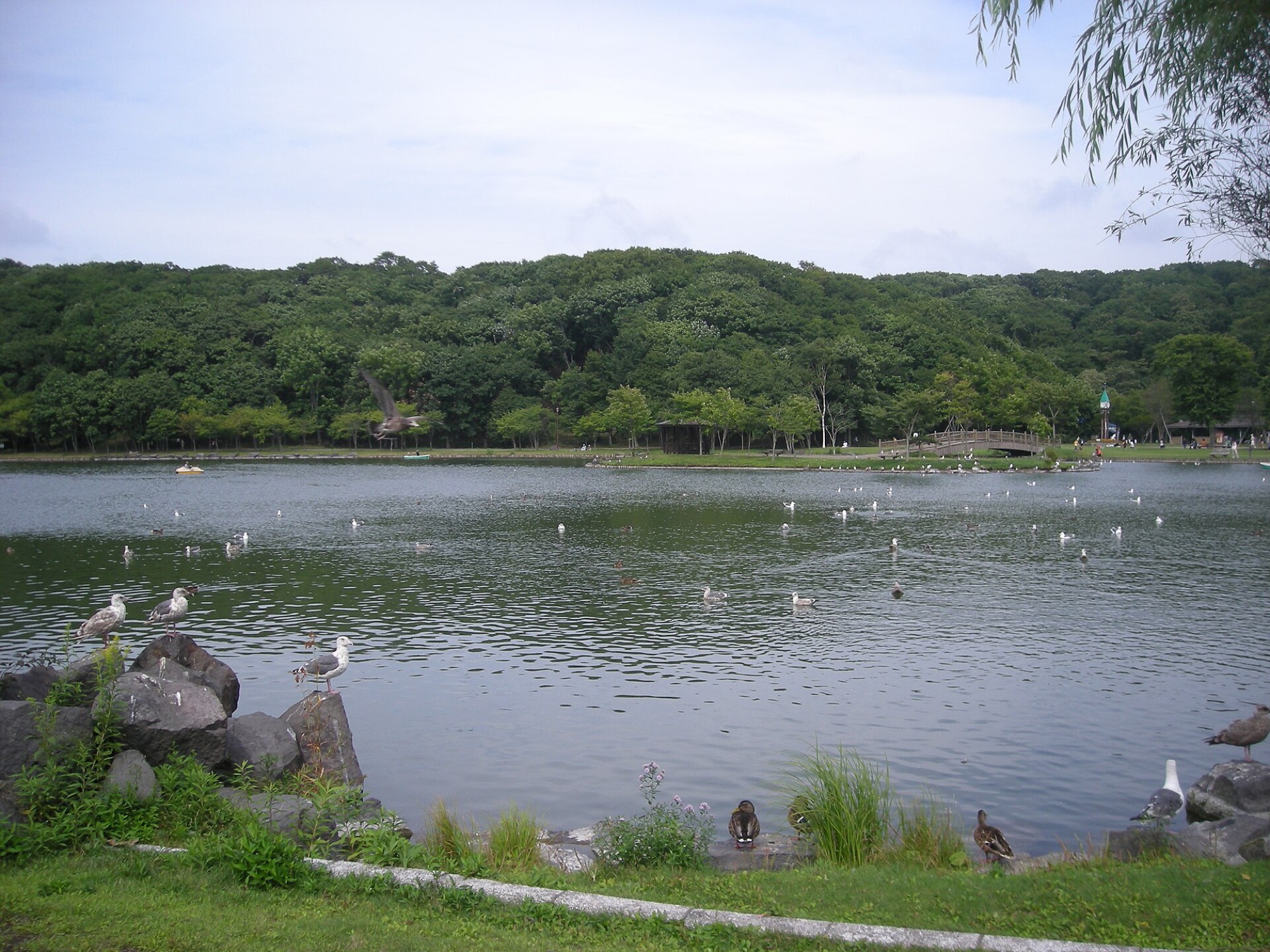 緑の丘を背にした池と水鳥のイメージ